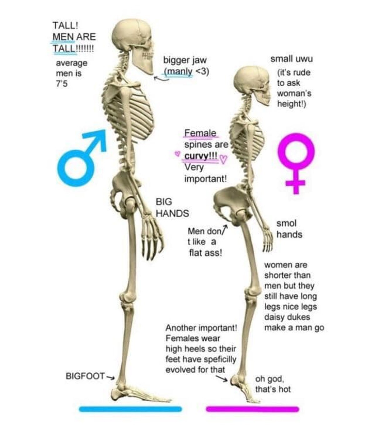Отличие женского скелета от мужского